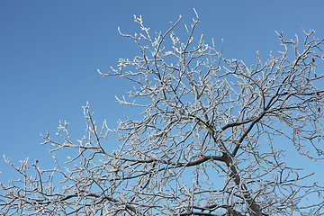 Image showing Winter trees covered with hoarfrost (2)