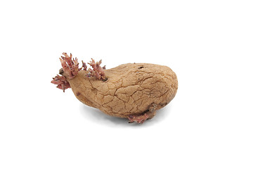 Image showing potato with pink shoots isolated on white background 