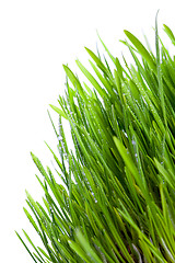 Image showing fresh wet grass