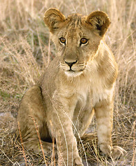 Image showing cute lion cub