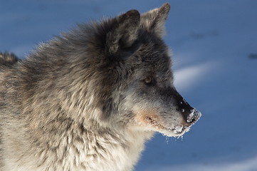 Image showing Gray Wolf_5_035