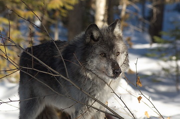 Image showing Gray Wolf_5_043