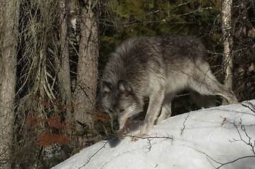 Image showing Gray Wolf_5_080