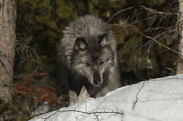 Image showing Gray Wolf_5_087