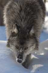Image showing Gray Wolf_5_126