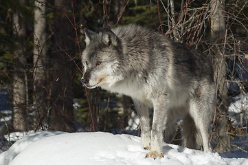 Image showing Gray Wolf_5_144