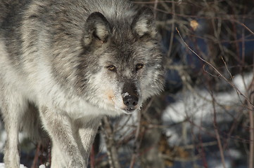 Image showing Gray Wolf_5_153