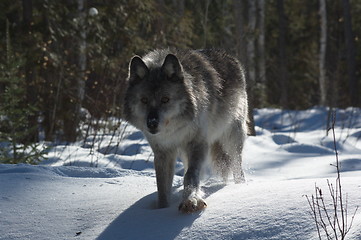 Image showing Gray Wolf_5_163