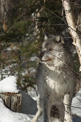 Image showing Gray Wolf_5_180