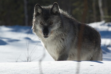 Image showing Gray Wolf_5_187