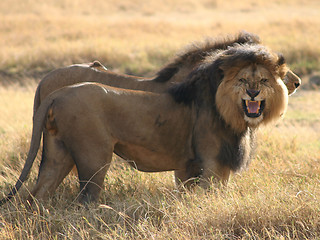 Image showing In Ngorongoro Crater