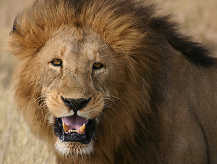 Image showing Male Lion