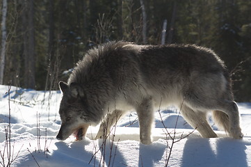 Image showing Gray Wolf_5_193