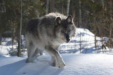 Image showing Gray Wolf_5_196