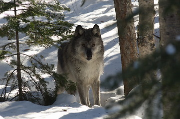 Image showing Gray Wolf_5_213