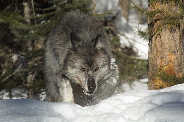 Image showing Gray Wolf_5_224