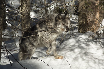 Image showing Gray Wolf_5_234