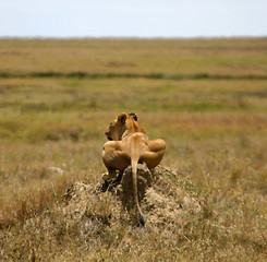 Image showing Looking for food