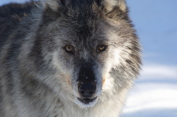 Image showing Gray Wolf_5_239