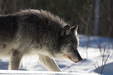 Image showing Gray Wolf_5_250