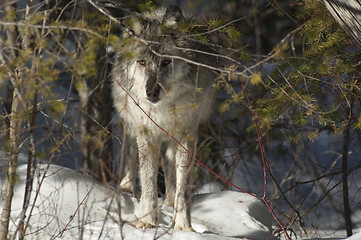 Image showing Gray Wolf_5_261