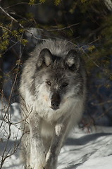 Image showing Gray Wolf_5_263