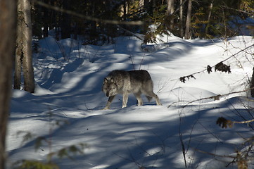 Image showing Gray Wolf_5_267