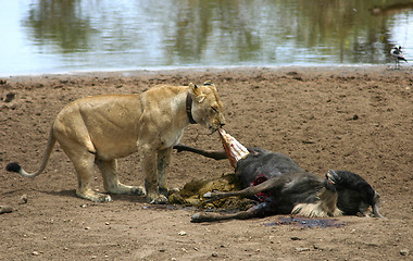 Image showing Serengeti kill