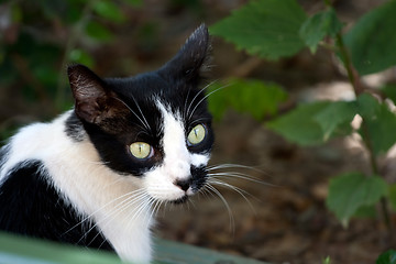 Image showing Black and White Cat