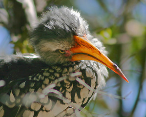 Image showing Hornbill