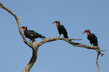 Image showing Ground Hornbills