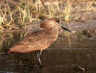 Image showing Hamerkop