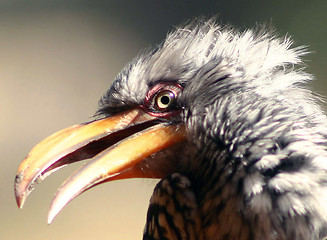 Image showing Southern yellow-billed Hornbill