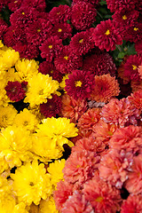 Image showing Colorful Chrysanthemums