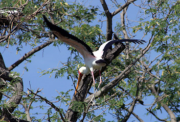 Image showing Yellow-billed Stork