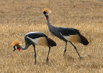 Image showing Crowned Cranes