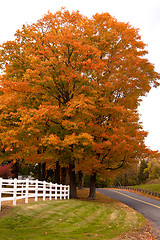 Image showing Vibrant Fall Foliage Maple Tree