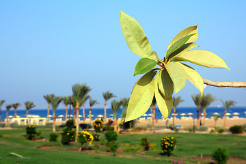 Image showing branch with leaves on beach