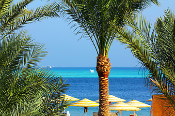 Image showing palm trees and tropical beach