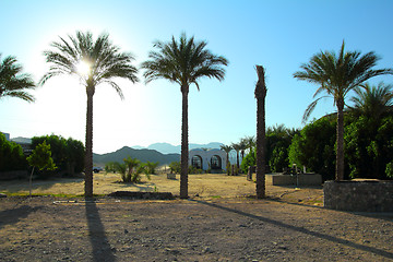 Image showing palm trees in desert in egypt