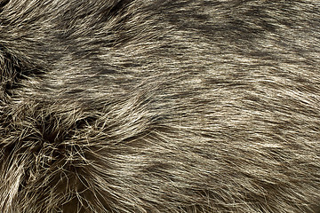 Image showing Polar Fox fur. Useful as background