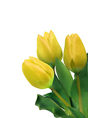 Image showing bright yellow tulips isolated on white. EPS 8