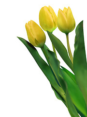 Image showing Bright yellow tulips isolated on white. EPS 8