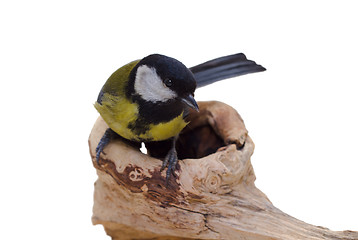 Image showing Great Tit, Parus Major