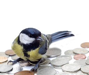 Image showing Great Tit, Parus Major