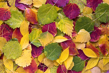 Image showing autumn leaves as texture