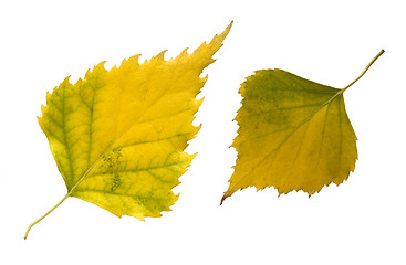 Image showing  two autumn leaves