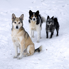 Image showing Three dogs