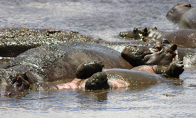 Image showing Rolling hippos