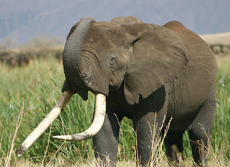 Image showing Big Tusker, Ngorongoro